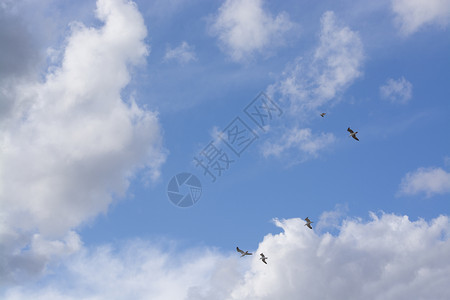 外部戏剧象征海鸥在西班牙马略卡岛的多云和蓝天上飞翔海鸥在多云和蓝色的天空中飞翔图片