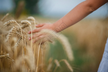 一个女人把手放在成熟的小麦上女人把手放在成熟的小麦上人们米墙纸图片