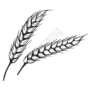 白饭场地所有的一对小麦老式手雕刻谷物的缝隙农业栽培Scarch插图孤立矢量ScarchPinglert图片