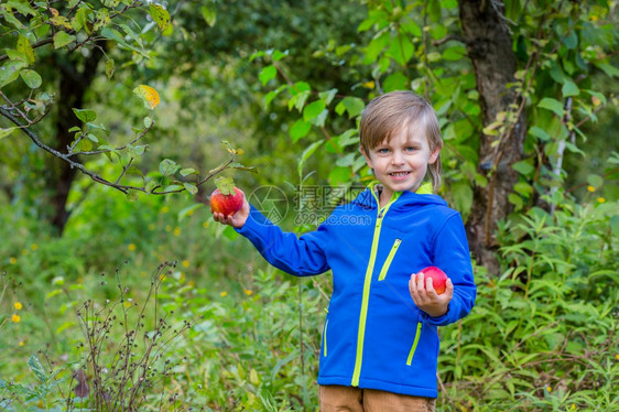 果园采摘苹果的孩子图片