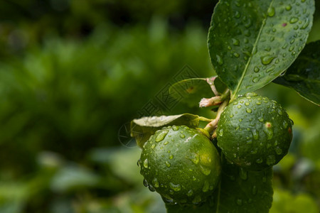 新鲜的泰河绿色石灰上的水滴在菜园中盛开花朵美树叶收成可选择的图片