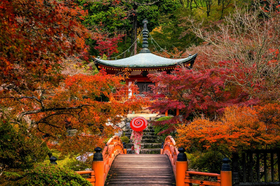 秋天日本京都大地寺的风景和多彩青树女孩亚洲人木图片