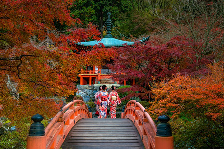 季节植物秋天日本京都大地寺的风景和多彩青树亚洲人图片