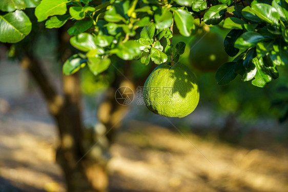 户外蔬菜果子树上生长的近距离绿色葡萄果在花园背景中种植柑橘水果柚新鲜的图片