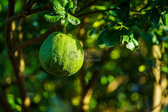 素食主义者有机的蔬菜果子树上生长的近距离绿色葡萄果在花园背景中种植柑橘水果柠檬图片