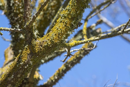旅行吠菌黄色地衣在树干上生长黄色地衣后面有蓝天黄色地衣在树干上生长图片