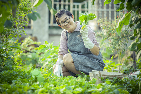 在家庭花园里种植有机蔬菜的亚洲妇女土壤树叶图片