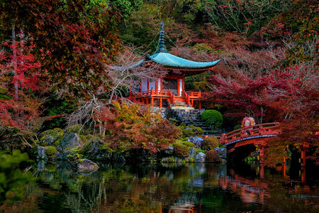 季节秋天日本京都大地寺的风景和多彩青树浴衣日本人图片