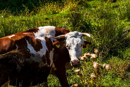 农村牛站在草地上放牧阳光明媚的一天土地喂养图片