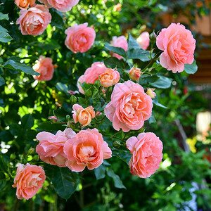花园里的香玫瑰黄色周年纪念日婚礼图片