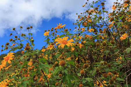 秋天美丽的墨西哥向日葵在泰国山上的惊人标签图片