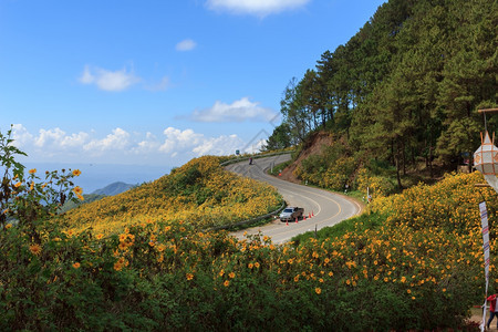 夏天蓝色的美丽墨西哥向日葵在泰国山上的花图片