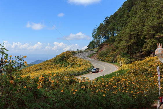 夏天蓝色的美丽墨西哥向日葵在泰国山上的花图片