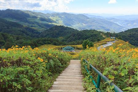 儿子假期旅行美丽的墨西哥向日葵在泰国山上的图片