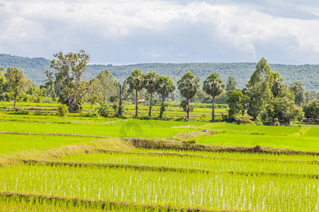 场景准备在泰国稻田种植的幼苗芽户外年轻的图片