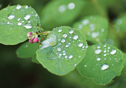绿野玫瑰厂的露雨滴子粉色芽关闭宏美丽的开花自然图片