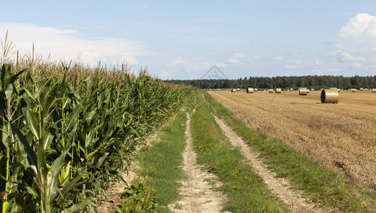 田野中一条乡村公路在小麦收割作物和青玉米夏地绿树附近通过玉米田小麦景观乡村的云图片