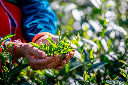 保持手指场地握着优质绿色茶叶精美的绿老旧妇女园艺员近身和体育焦点拍摄图片