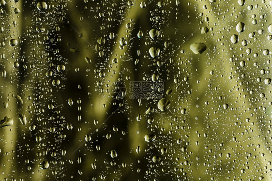 洪水香关闭雨滴背景模糊充满活力图片