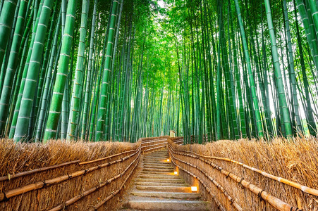 日本京都竹林风光图片