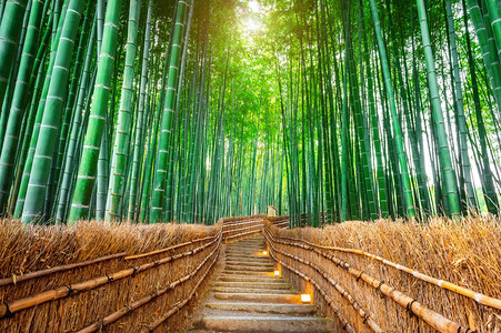 日本京都竹林风光图片
