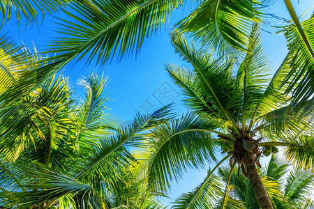 复古的椰子棕榈树热带背景美丽天堂图片