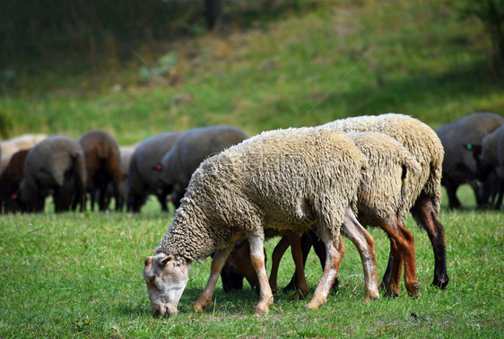 羊毛放牧的群场地美丽图片