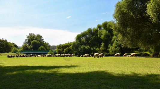 场地墙纸风景优美放牧的羊群图片
