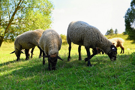 盯自然可爱的放牧羊群图片