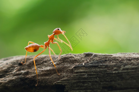 探索颜色照片红蚂蚁站在森林中的树上图片
