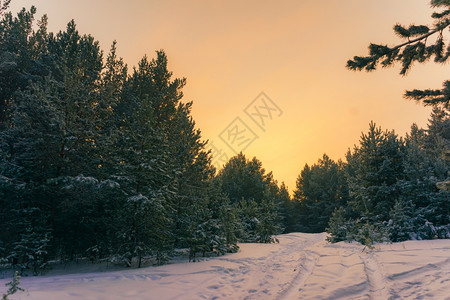 公园新的与平坦县和森林的风景狂欢Retro圣诞卡的雪地背景奇幻乐园冬季日的树圣诞节新年背景冬季故事松树图片