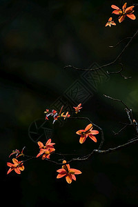自然阳光下叶子青橙色的树枝抽象本底黑暗阴影模糊春季热带树木Silhouette关注叶子抽象的松弛图片