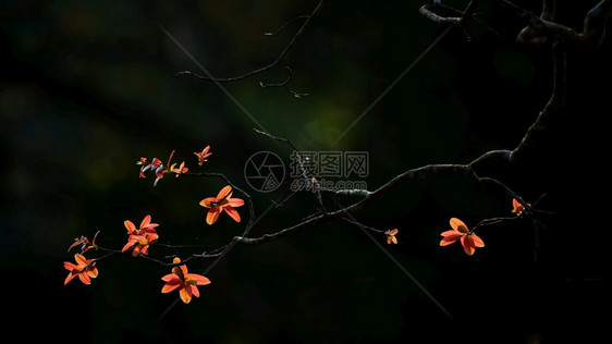 枝条阳光下叶子青橙色的树枝抽象本底黑暗阴影模糊春季热带树木Silhouette关注叶子泰国春天图片