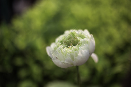 白水百合色的花泰国图片