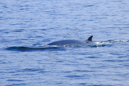 旅行游Brydersquos鲸鱼是泰国海域的Edenrsquos鲸鱼是一头大型鲸鱼是哺乳动物在尾端弯曲的鳍海岸图片