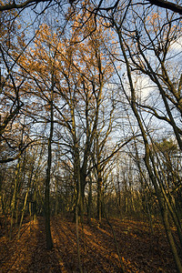 老的秋天风景阳光明媚的气风景中秋日叶时落到地上的树木新和老枝薄雾情绪图片