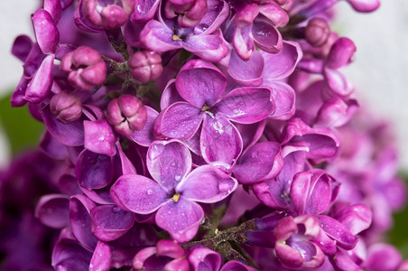 美丽滴在花朵上丁香特写紫特写花紫色朵滴在上叶子衬套背景图片