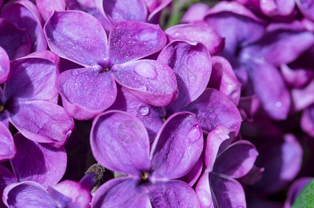 花开滴在朵上丁香特写紫特写花紫色朵滴在上瓣分支背景图片