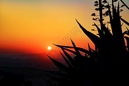 夕阳背景下的热带植物黑色剪影夕阳背景下的热带植物黑色剪影太阳云颜图片