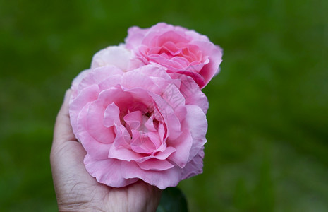 天漂亮的新鲜女人手握着粉红色的英语玫瑰在式花园里有模糊的绿色自然背景图片