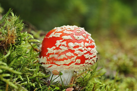 森林生物红色的在阿玛尼塔藻类上生长的有毒多彩的青蝇蘑菇图片