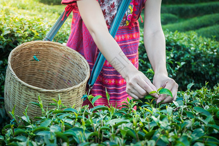 春天早晨农场上在山握着青绿茶叶的女子手与日光农林植树种园一道图片