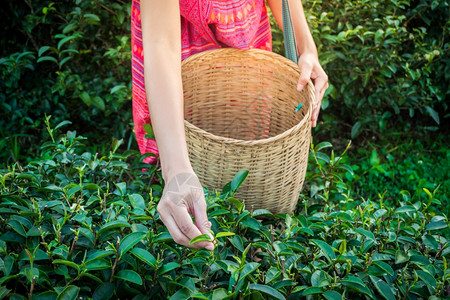 早上在山握着青绿茶叶的女子手与日光农林植树种园一道草本物春天农场图片