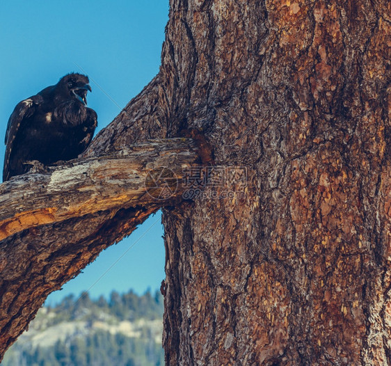 落下晴天风景优美国加利福尼亚州约塞米特公园图片