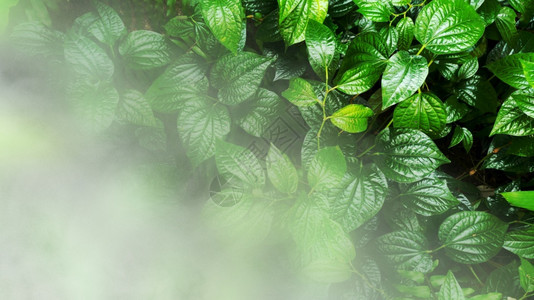 新鲜的白色蕨类垂直花园带有热绿叶的有雾雨图片