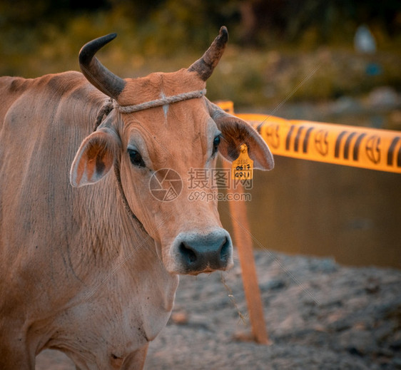 牧场耳朵上的黄色标签两角大和前额的绳索紧贴着一头奶牛的脸部肖像白色心图片