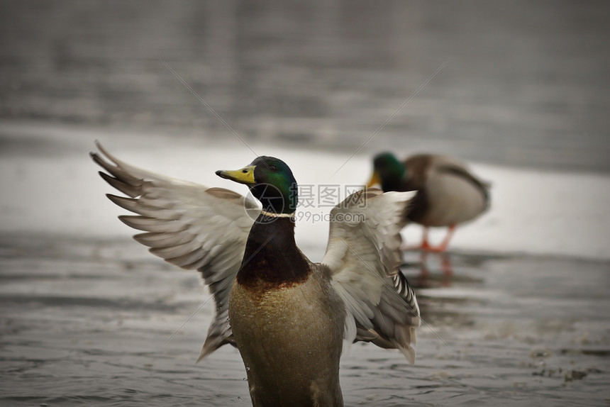 喙鸭子在冰冻池塘上摇动翅膀的雄野鸭阿纳斯图片