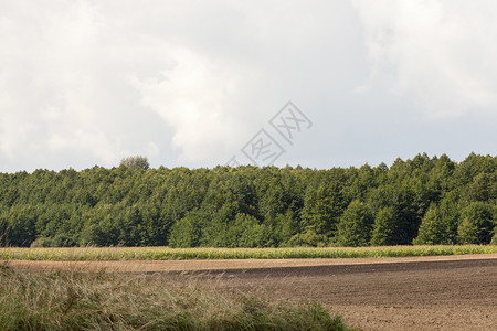 棕色的森林附近耕种农田有绿树叶和混合木夏月地林种植农田a耕地生长景观图片