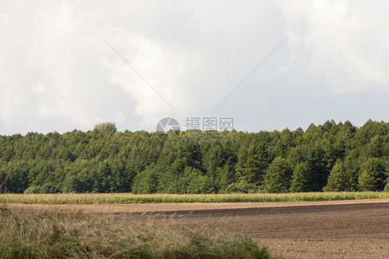 棕色的森林附近耕种农田有绿树叶和混合木夏月地林种植农田a耕地生长景观图片