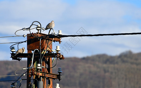飞行两只野鸽子坐在一个老电线杆上金属丝鸟类图片